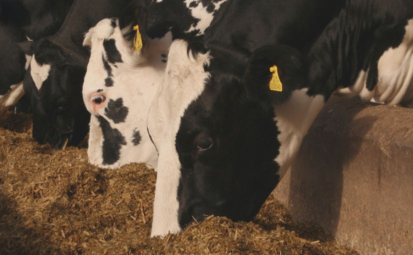 Cows buffer feeding image