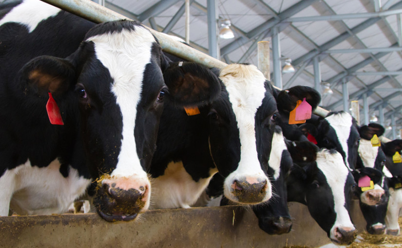 Dairy cows feeding image